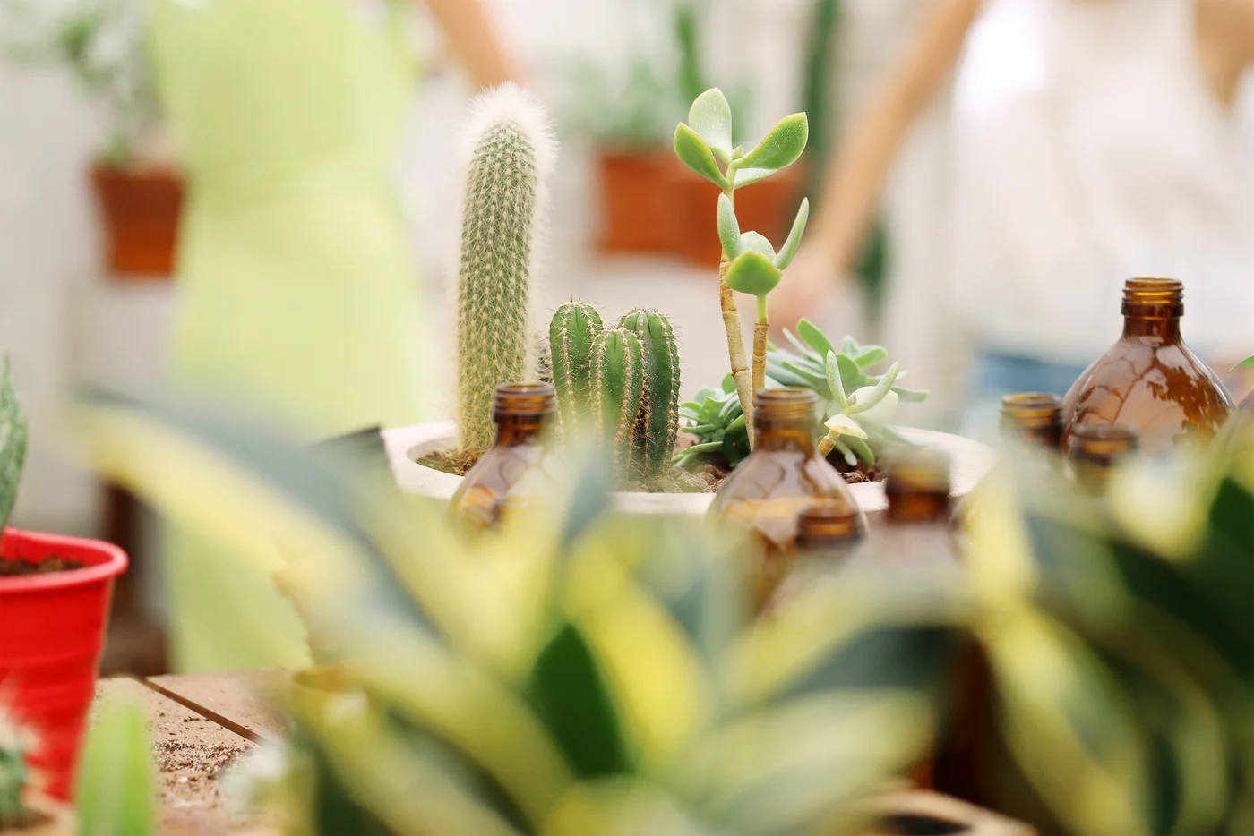 The Benefits of Adding Plants to Your Home?