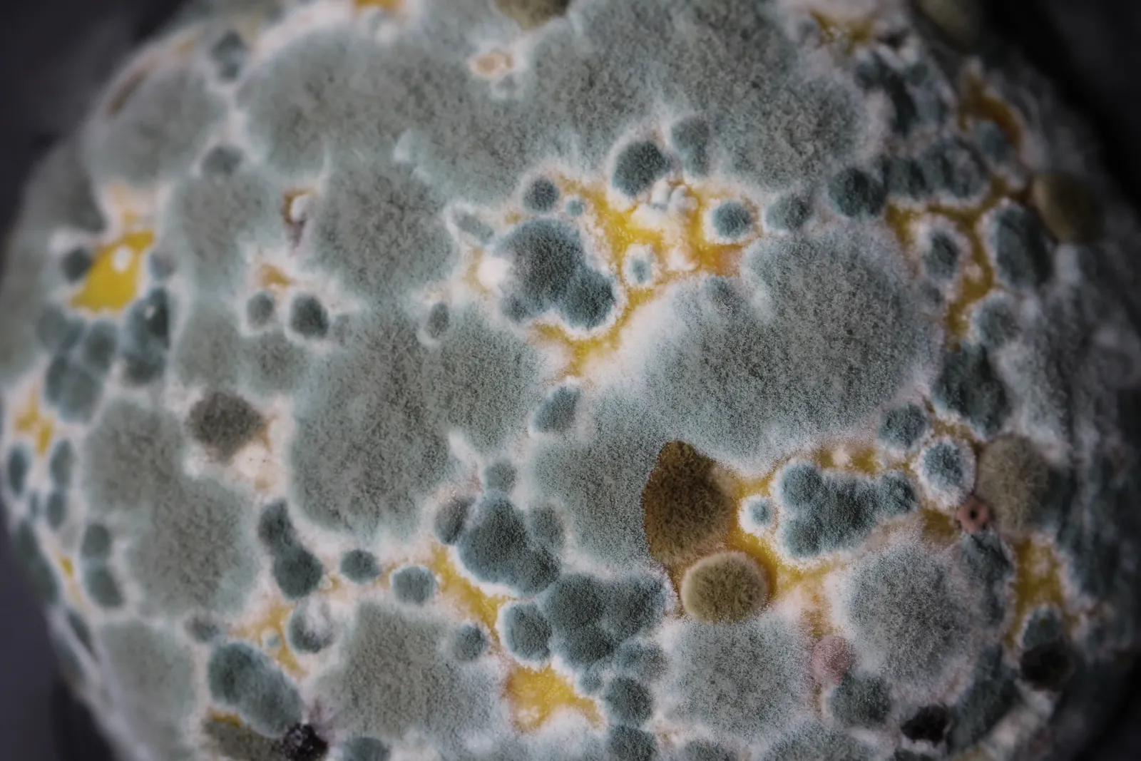 Mold in a home renovation in Calgary